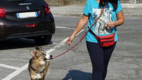 Siamo davvero convinti di saper 'parlare'ai nostri cani? …vediamo se … – TargatoCn.it