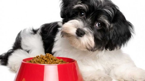 Quale cibo per i nostri cani? – Cose di Casa