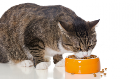 Gatto: quale cibo scegliere? – Cose di Casa