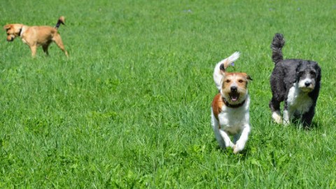 Area sgambo per cani: comportamenti e regole – GreenStyle