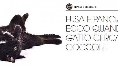 Gatto stressato? Troppe coccole! – Petpassion.tv
