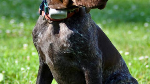Cani da Caccia: Ragusa, cane con collare elettrico, denunciato un … – Caccia Passione