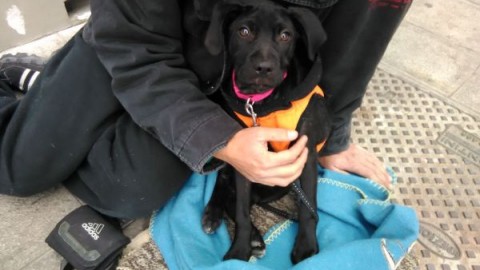 Polizia municipale: sequestrati tre cuccioli di cane usati per mendicare – Comune di Venezia