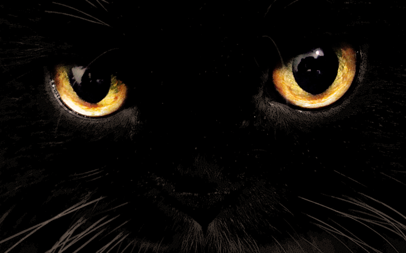gatti-neri-halloween