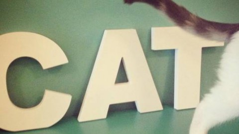 Crazy Cat Café: apre il primo bar dei gatti di Milano – greenMe.it