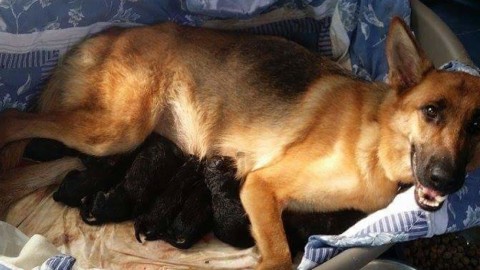 Jenny abbandonata dai padroni, mamma al canile di Atripalda – Irpinia News