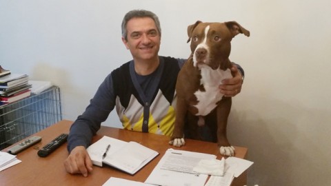 LA POSTA DEI LETTORI / Il Pitbull è un cane dolcissimo, il killer è il … – Ravennanotizie.it