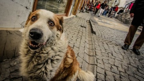 Cani molesti o padroni maleducati? – San Gavino Monreale . Net