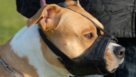 Vicenza, al via il corso per i proprietari di cani dell'Ulss 6 – VicenzaToday