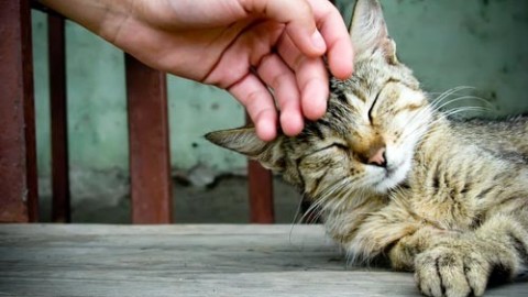 Al via un corso su come prendersi cura dei gatti – La Nuova Riviera