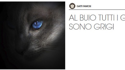 Gatti grigi: carattere e personalità – Petpassion.tv