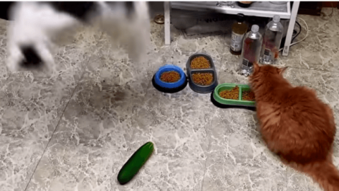 Perché i gatti hanno paura dei cetrioli? – Scienzamente (Blog)