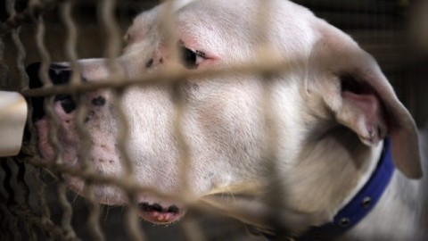 Già 191 morsi di cane quest'anno – Ticino News