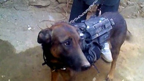 Onore e gloria a Diesel, il cane dei reparti speciali francesi morto da … – Difesa Online (Comunicati Stampa)
