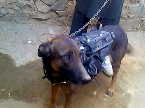 Onore e gloria a Diesel, il cane dei reparti speciali francesi morto da … – Difesa Online (Comunicati Stampa)