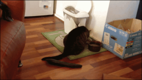 Perchè i gatti hanno paura dei cetrioli? Lo spiega la scienza – VIDEO – Diregiovani