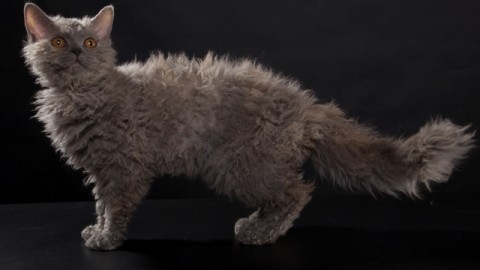 I gatti più belli del mondo in esposizione al Palazzetto nel fine … – gonews
