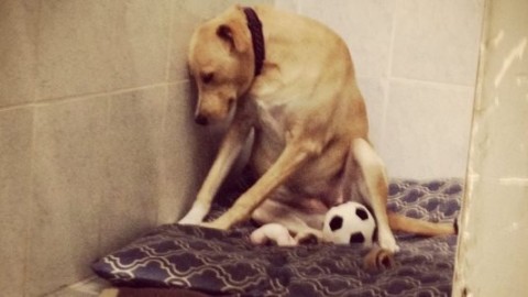 Lana, il cane più triste del mondo ha finalmente trovato una casa … – greenMe.it