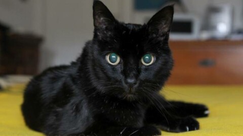 Gatto nero Day, contro la superstizione e il pregiudizio – Il Giorno