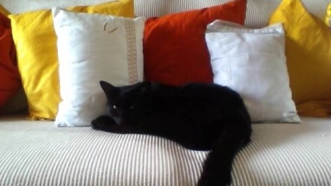 Ecco i vostri bellissimi gatti neri / 2 – La Nazione