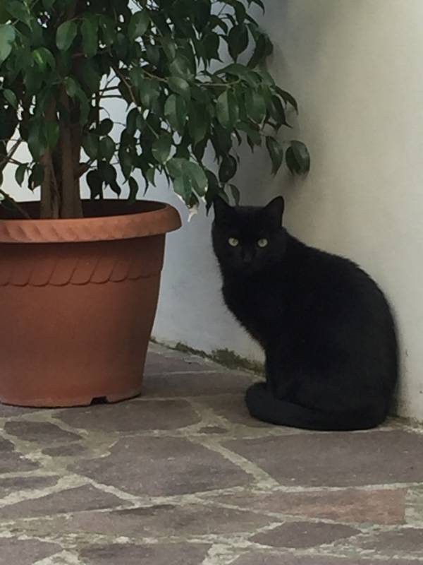 Lui è Spartaco ❤. Foto inviata da Daniela 