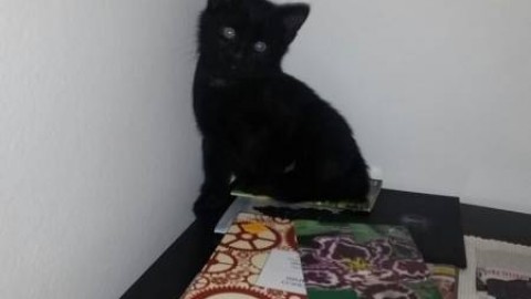 I vostri bellissimi gatti neri / 7 – La Nazione