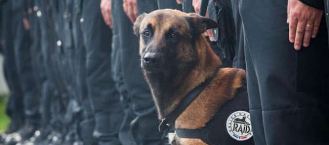 Giardino in Italia intitolato a Diesel, il cane ucciso dai terroristi: “E’ un … – Today