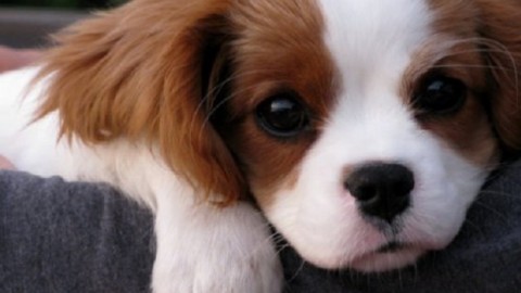 Se guardi un cane negli occhi produci l'ormone dell'amore: lo … – Liveunict