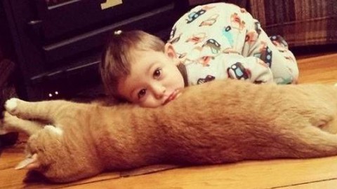 La tenera amicizia tra un gatto abbandonato e il bambino che lo ha … – greenMe.it