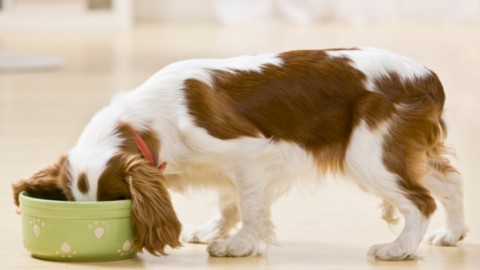 Animali & Salute : i 18 alimenti più sani per i cani e quelli da non … – InMeteo