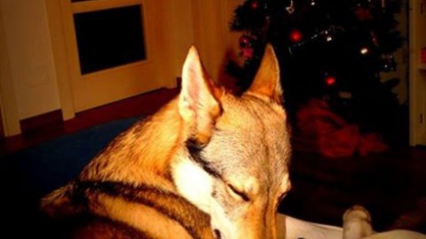 Anche i cani sognano? – TargatoCn.it