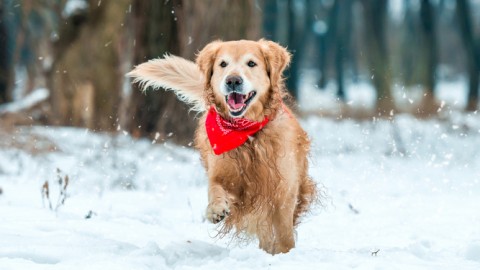 Gatto e cane nella stagione più fredda – Cose di Casa