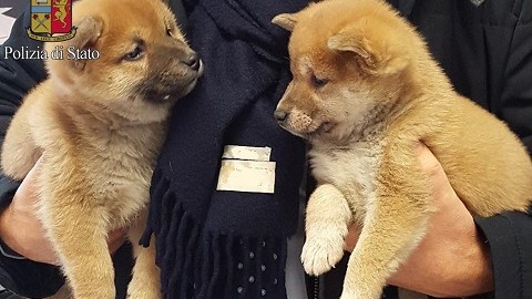 Milano, sequestrati 20 cuccioli di cane e gatto, due uomini denunciati – Il Sole 24 Ore