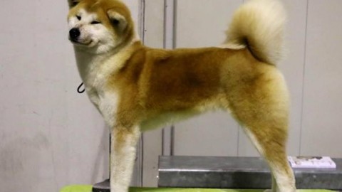 Quattromila cani in mostra – Corriere della Sera