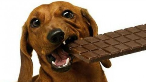 Il cioccolato uccide i cani: piccole quantità possono essere letali – Velvet News Italia