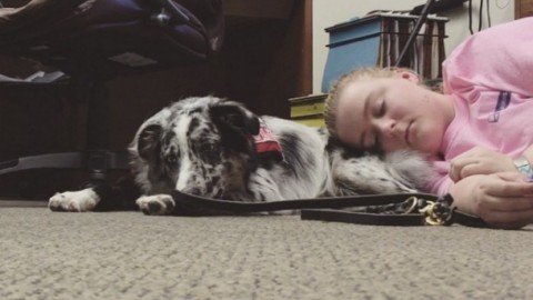 Cani guida: se sulla pettorina c'è scritto “stop” non accarezzateli – Velvet Pets Italia (Blog)