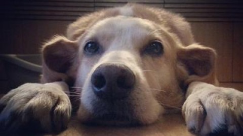 Psicologia a quattro zampe, quando anche il cane va in terapia – Adnkronos