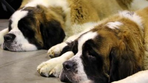 Anche i cani provano empatia, ora c'è la prova scientifica – Adnkronos