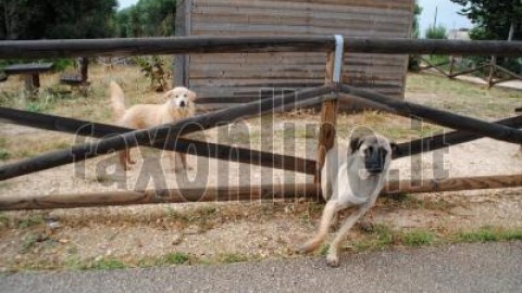 Randagi nelle contrade,sbranato un cane padronale,paura tra i … – Faxonline