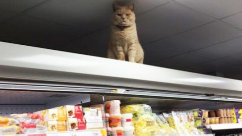 Olly, il gatto-commesso che si rifiuta di lasciare gli scaffali del … – greenMe.it