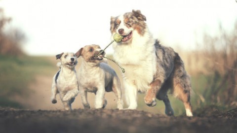 Cani, emulatori di espressioni e comportamenti – GreenStyle