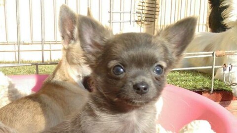 Cuggiono, ladri senza cuore rubano due cuccioli di cane malati – Il Giorno
