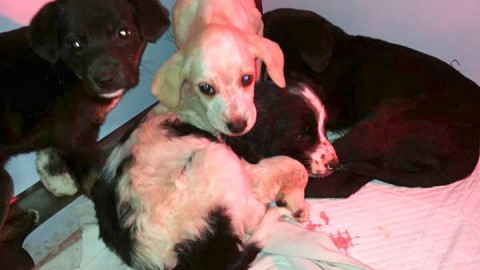Cani e gatti: Pronto Soccorso gratuito in Sardegna – IO donna