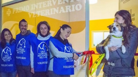 Sardegna: apre il primo ambulatorio per cani e gatti randagi – Italia che Cambia