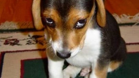 I cani fanno i dispetti? Ecco la verità – Tiburno.tv