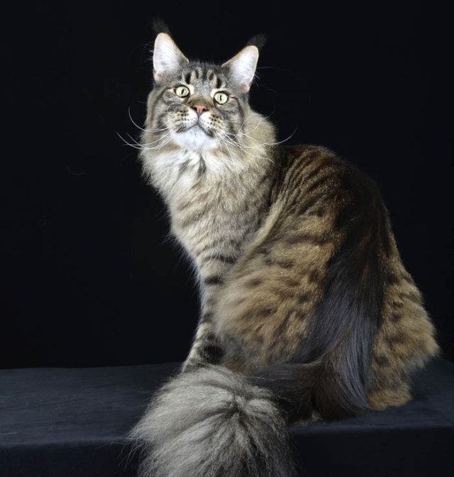 All'Expo felina di Padova il gatto veneto campione del mondo 2015 – VeneziaRadioTV
