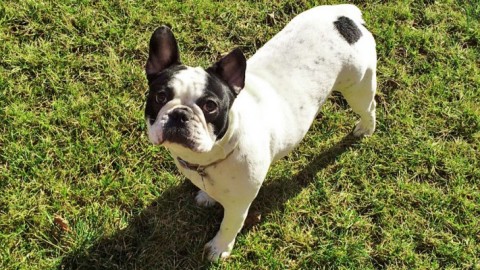Bouledogue francese: tra i cani è un piccolo “culturista” – Cose di Casa