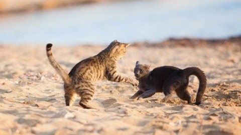 San Vero Milis: multa da 1000 euro per avere abbandonato un gatto … – L'Unione Sarda
