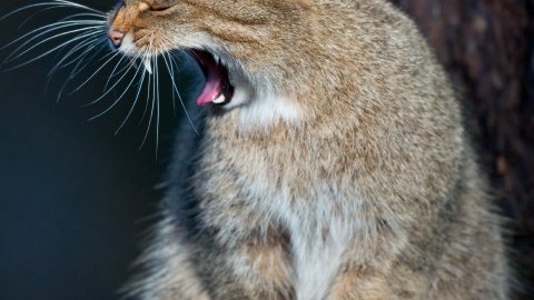 15 modi per riconoscere un Gatto Vero – La Repubblica