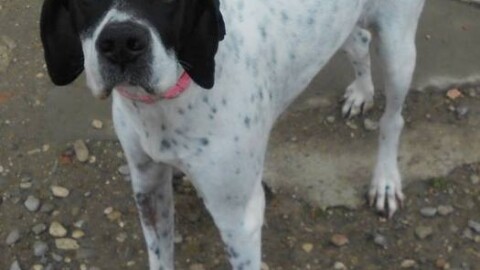 Cani in cerca di una famiglia – Gazzetta di Reggio